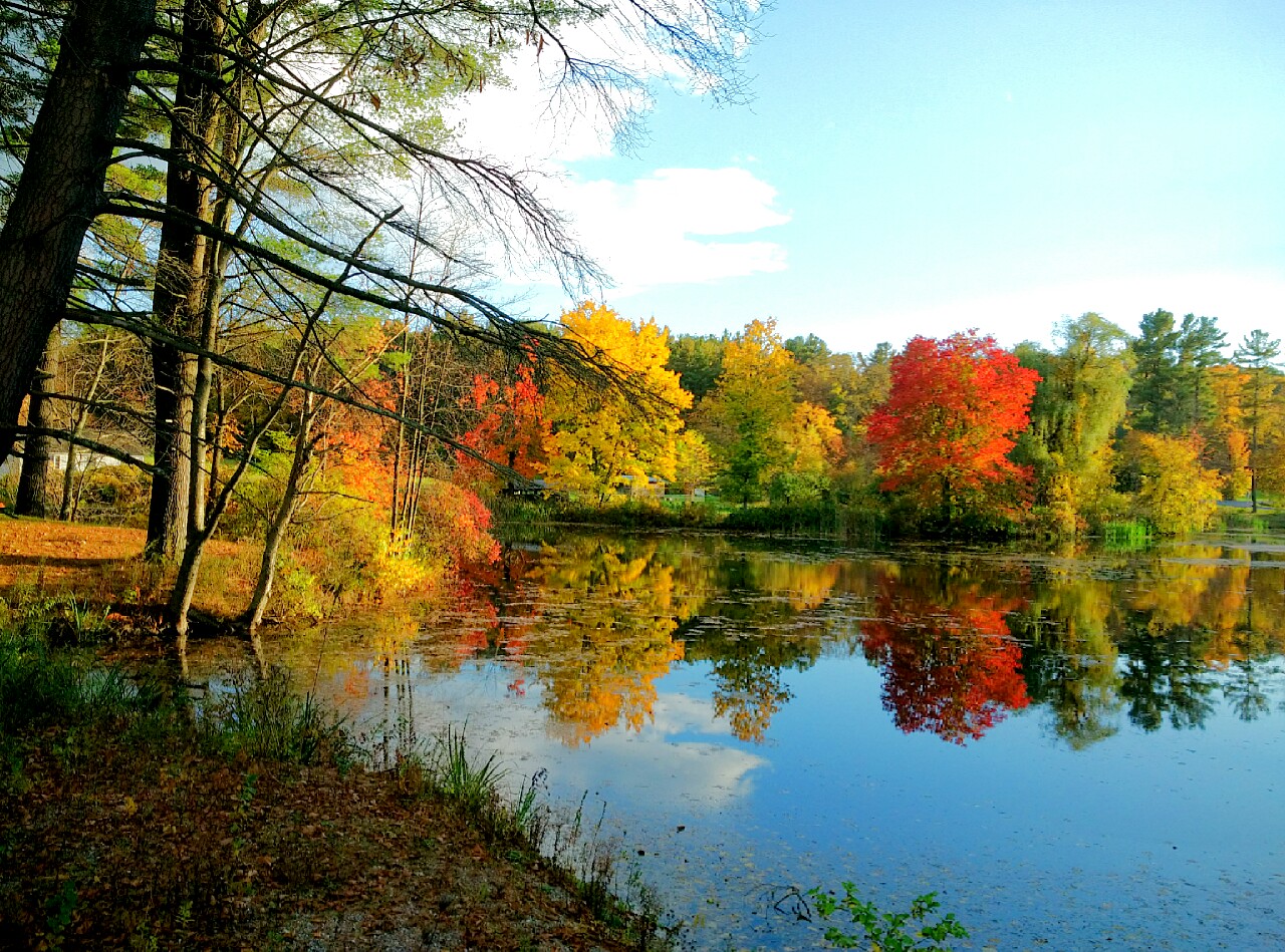 Fall color on pond